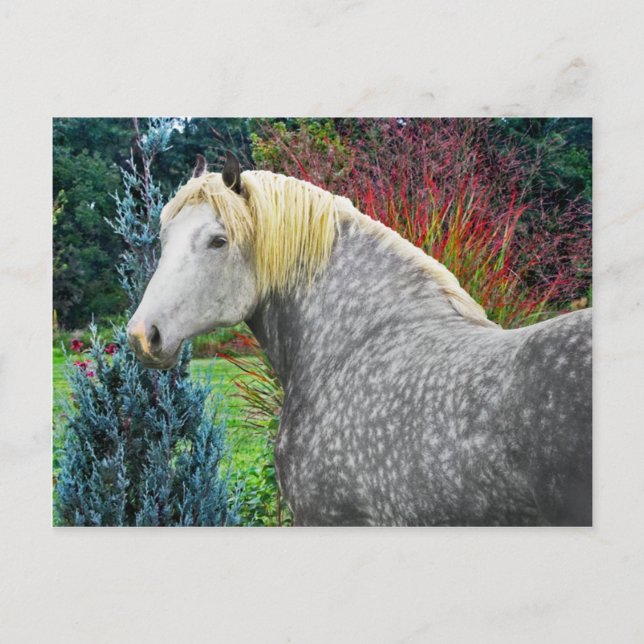 Cartão Postal "Odin" (Frente)