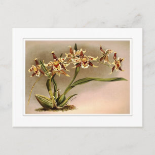 Cartão Postal Odontoglossum hallii xanthoglossum