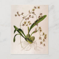 Odontoglossum Hastatum