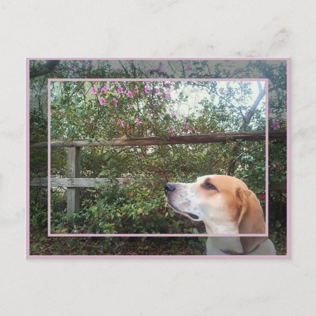 Cartão Postal odor de Primavera (Frente)