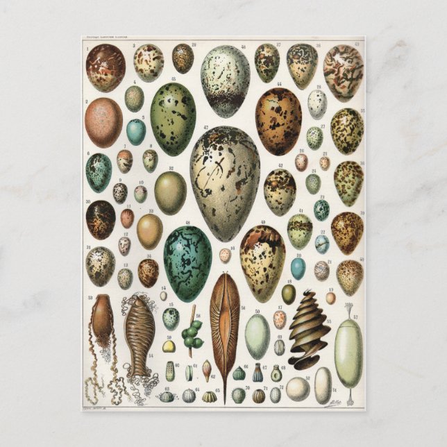 Cartão Postal Oeufs (Frente)