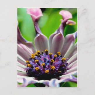 Cartão Postal Ofertas de Cartão-postal Roxo