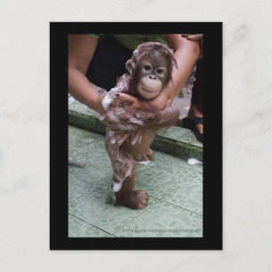 Cartão Postal OFI Orangutan Orphan Rescut Baby Jackat