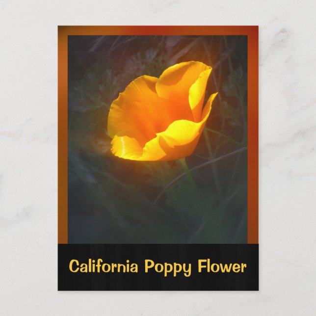 Cartão Postal Ogange California Flower (Frente)