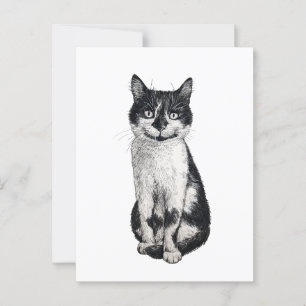 Cartão Postal Ogie, o gato