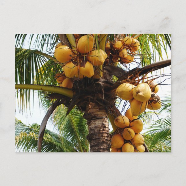Cartão Postal Oh Coconuts (Frente)