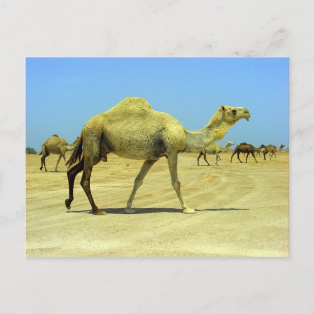 Cartão Postal Oh dia feliz - camelos no deserto (Frente)