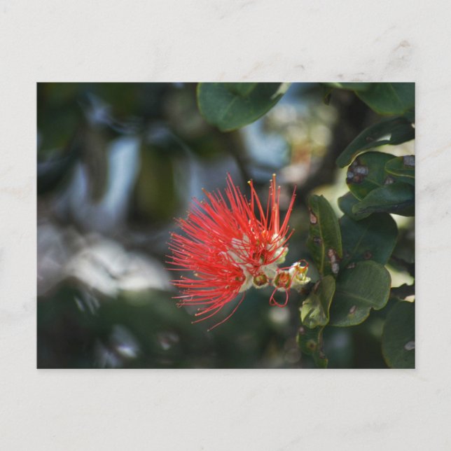 Cartão Postal Ohia Lehua Blossom (Frente)