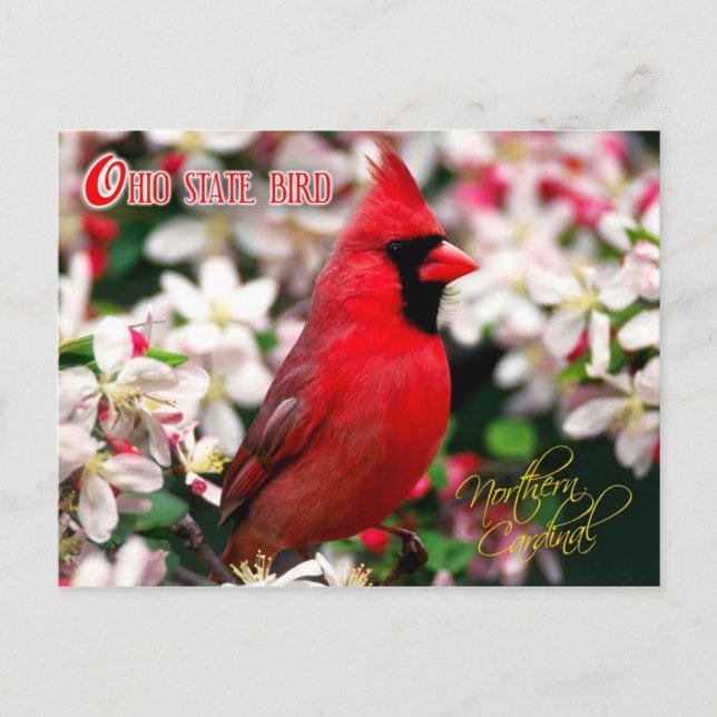 Cartão Postal Ohio State Bird - Cardinal de Norte (Frente)