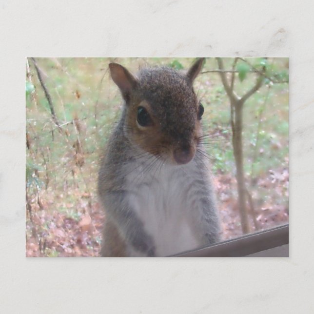 Cartão Postal Oi! (Frente)