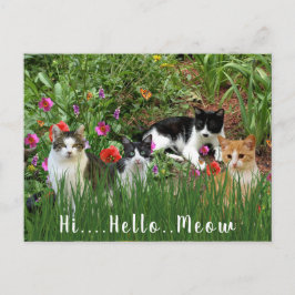 Cartão Postal Oi Olá Miau / Gatos no Jardim Animal Fofo