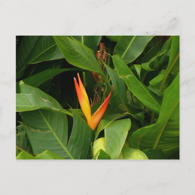 Cartão Postal Oiseau-de-Paradis - Martinica, FWI (Frente)