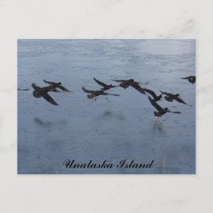 Cartão Postal Oistercatchers em Voo, Ilha de Unalaska
