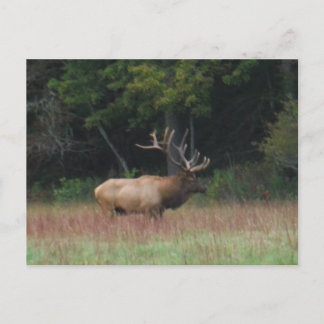 Cartão Postal Oito Elk Bull Elk de 8 pontos no outono