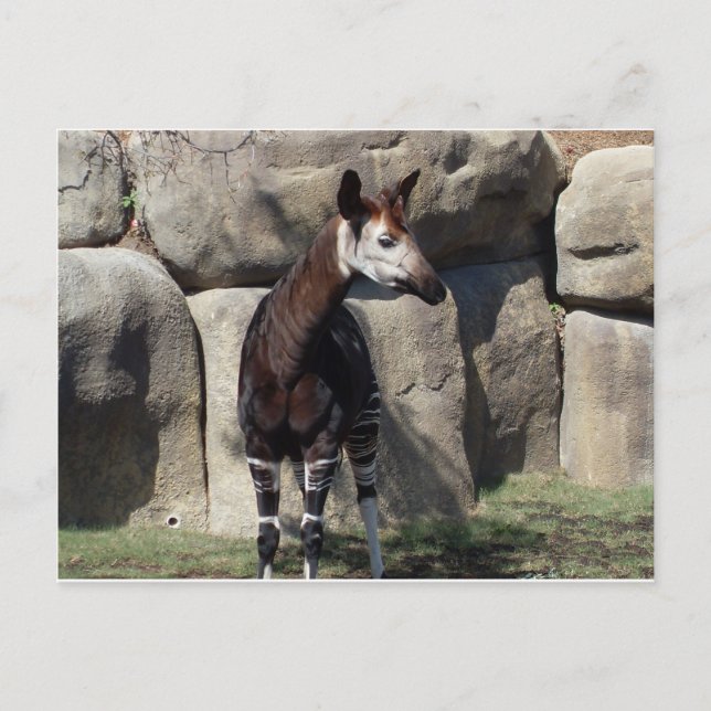 Cartão Postal okapi (Frente)