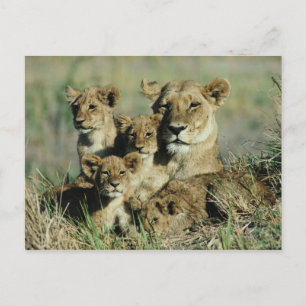 Cartão Postal Okavango Delta, Botsuana