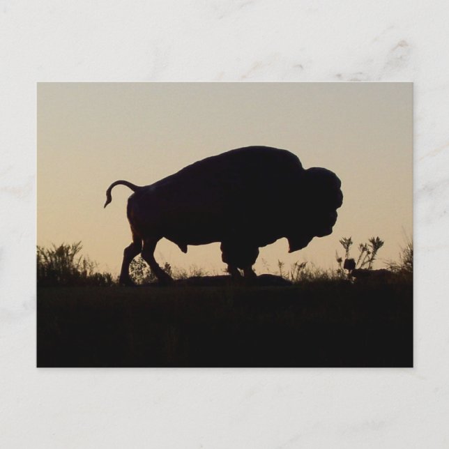 Cartão Postal Oklahoma Buffalo (Frente)