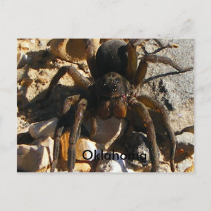 Cartão Postal Oklahoma,Spider