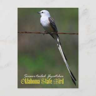 Cartão Postal Oklahoma State Bird: Flycatcher de cauda de tesour