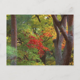 Cartão Postal Okochi Sanso, Arashiyama, Quioto, Japão 5
