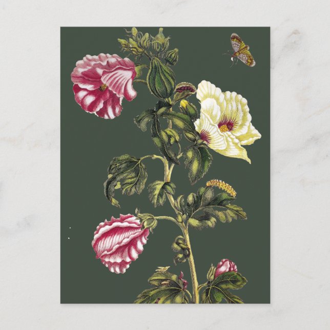 Cartão Postal Okra (Frente)