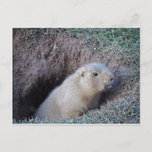 Cartão Postal Olá. (Frente)