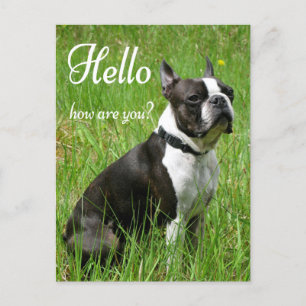 Cartão Postal Olá Boston Terrier Puppy Dog pensando em você