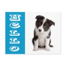 Olá Cachorrinho Border Collie Azul
