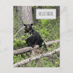 Cartão Postal Olá, Cartão-postal do Black Bear