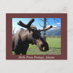 Cartão Postal Olá De Portage, Alaska, Olá De Portage,
