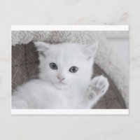 Olá! diz este doce e fofo Gatinho de bebê branco