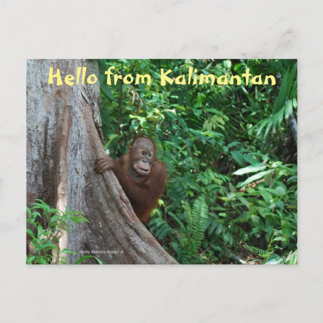 Cartão Postal Olá do Kalimantan Bornéu Indonésia (Frente)