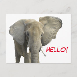 Cartão Postal Olá Elephant Safari Animal