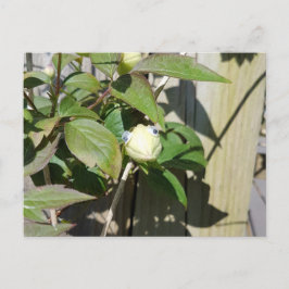 Cartão Postal Olá Kermie