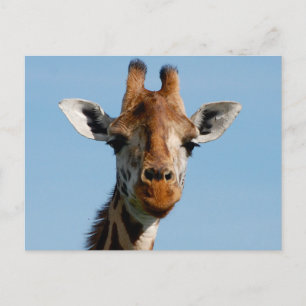 Cartão Postal Olá Lá