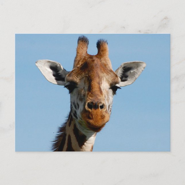 Cartão Postal Olá Lá (Frente)