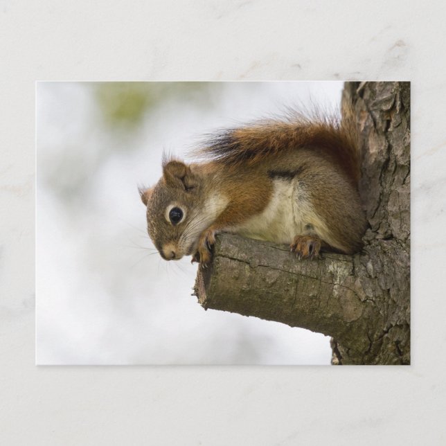 Cartão Postal Olá Lá Em Baixo (Frente)