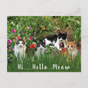 Cartão Postal Olá, Meow/Gatos no Garden Cute Animal
