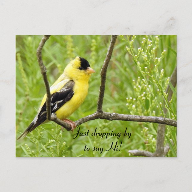 Cartão Postal Olá, Olá, Bird-American Goldfinch (Frente)