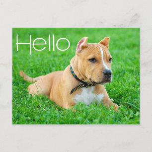 Cartão Postal Olá Postcard de Cachorro Pit Bull Filhote