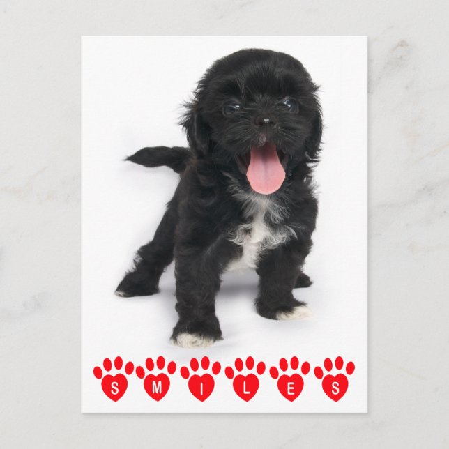 Cartão Postal Olá Smile Shiu Tzu Black E White Puppy Dog (Frente)