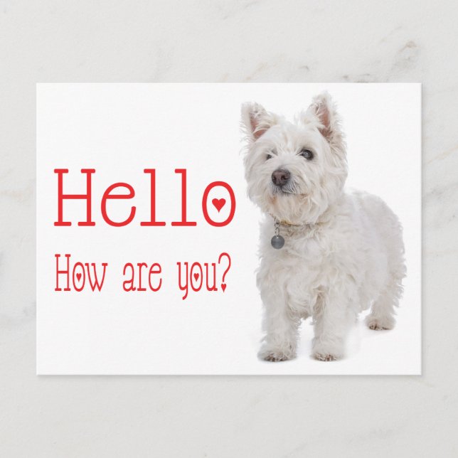 Cartão Postal Olá White West Highland Terrier Puppy Dog (Frente)
