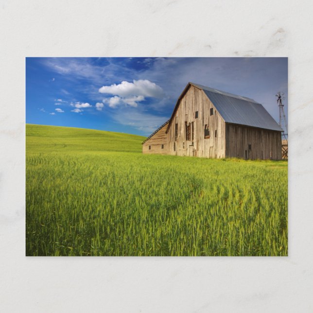 Cartão Postal Old Barn in Field of Spring Wheat (Frente)