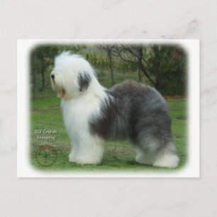Cartão Postal Old English Sheepdog 9F054D-18