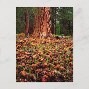 Cartão Postal Old-growth Ponderosa tree with pine cones