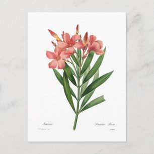 Cartão Postal Oleander