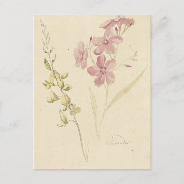 Cartão Postal Oleander en Brem por Elias van Nijmegen (Frente)