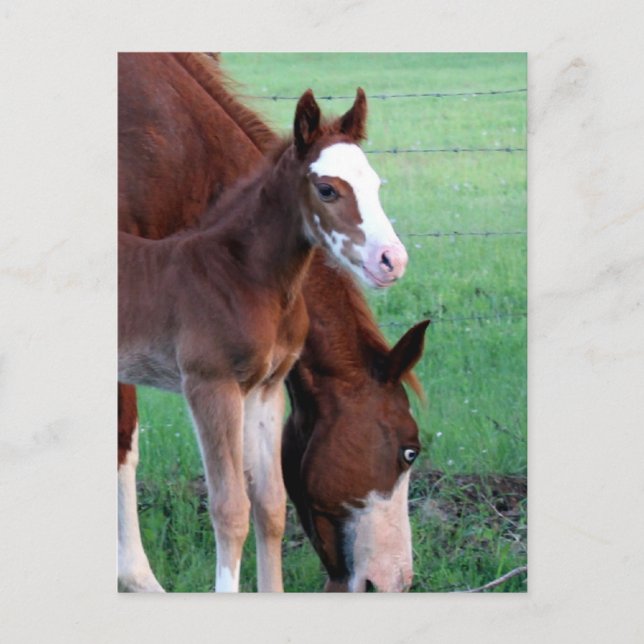 Cartão Postal Olha para mim! (Frente)