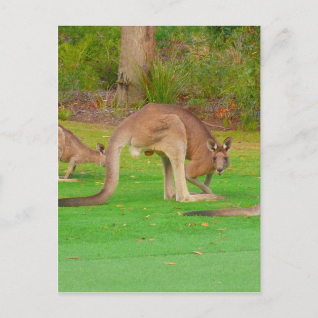 Cartão Postal olhadela (Frente)