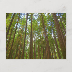 Cartão Postal Olhando para a Floresta de Crescimento Antiga